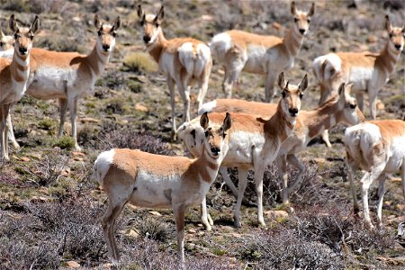 Pronghorn at Arapaho National Wildlife Refuge Colorado