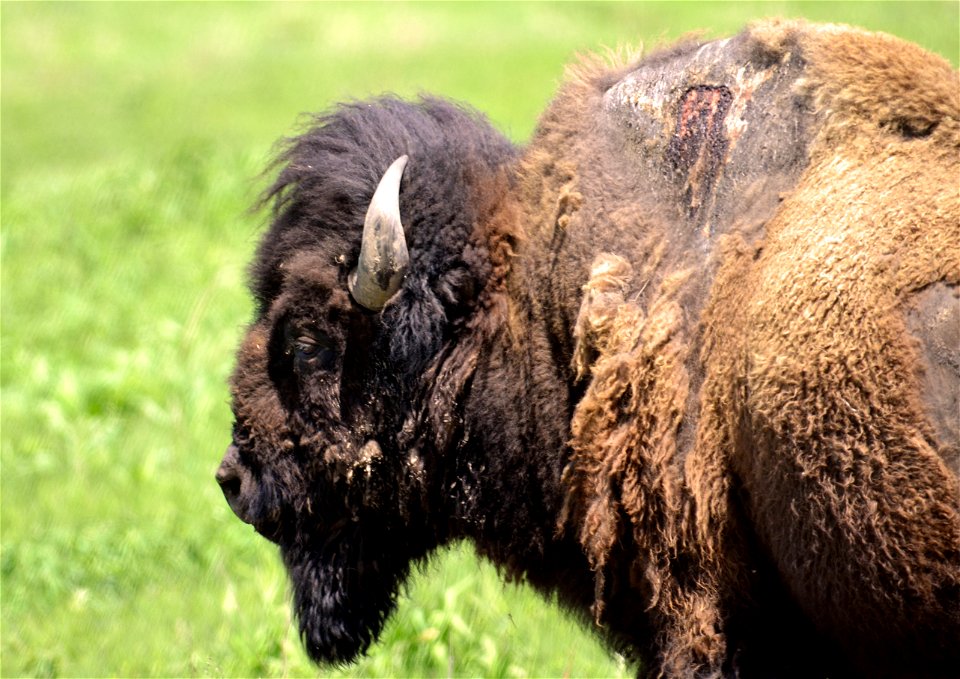 Sparky - the electric bison!
