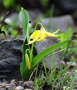 Erythronium grandiflorum (Yellow glacier lily) (07-13-2022) glacier national park, mt -02 photo