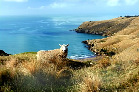 A ewe with a view. photo