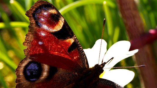 Tagpfauenaugenflügel im Gegenlicht (Aglais io)