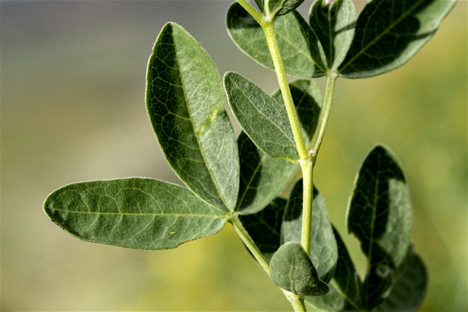 Thermopsis rhombifolia