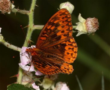FRITILLARY, HYDASPE (Speyeria hydaspe) (07-31-2022) titlow road, humboldt co, ca -03