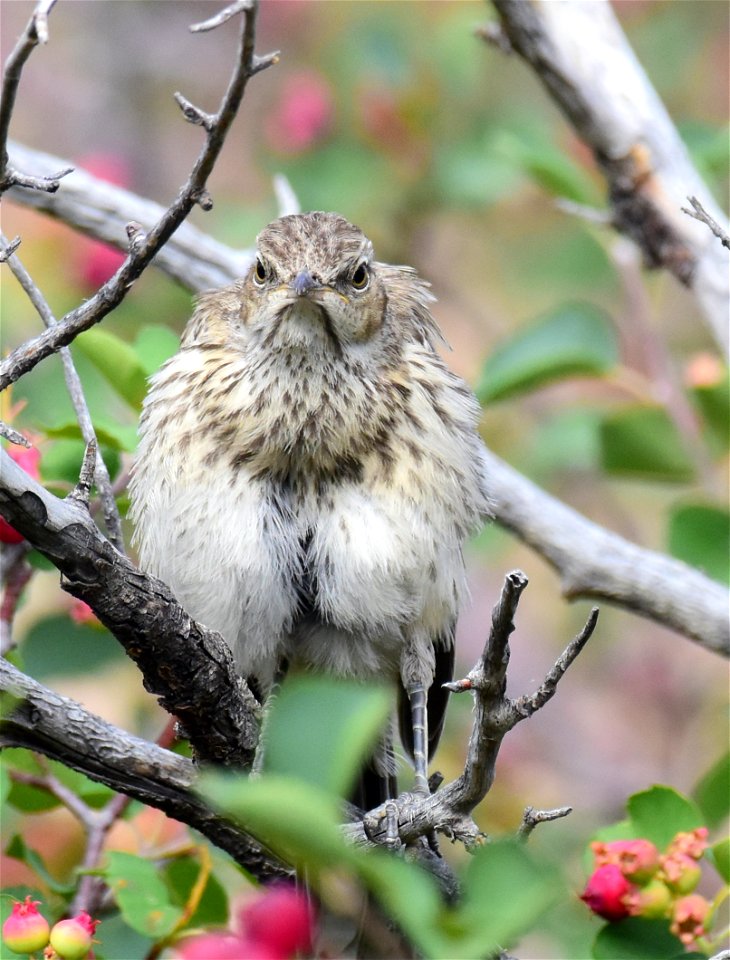 Sage thrasher at Seedskadee National Wildlife Refuge