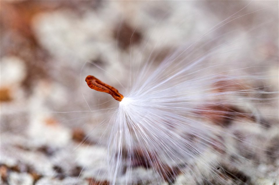 Milkweed Seed Macro