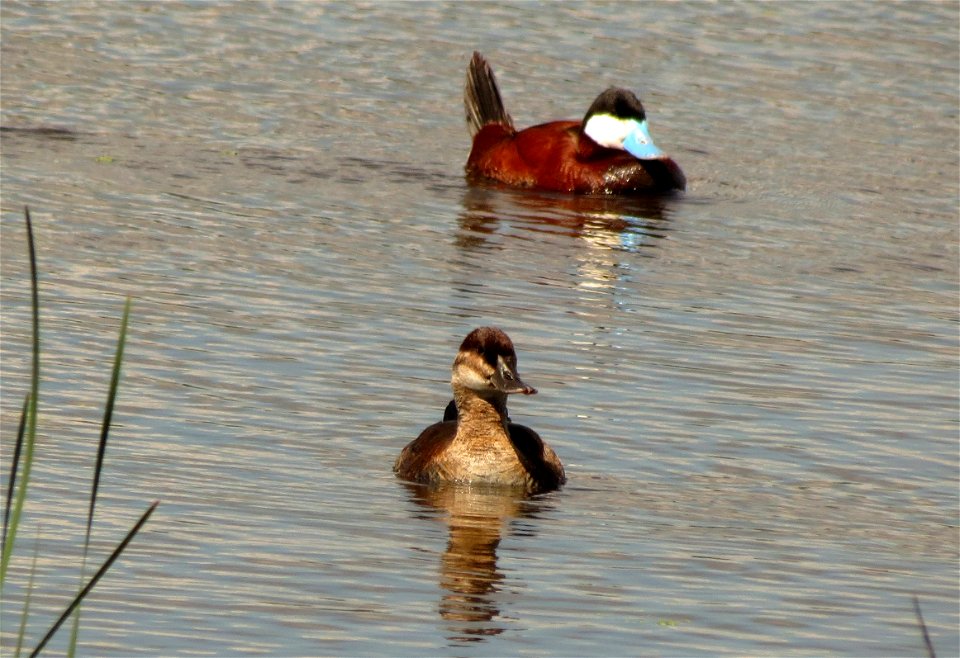 Ruddy duck pair photo