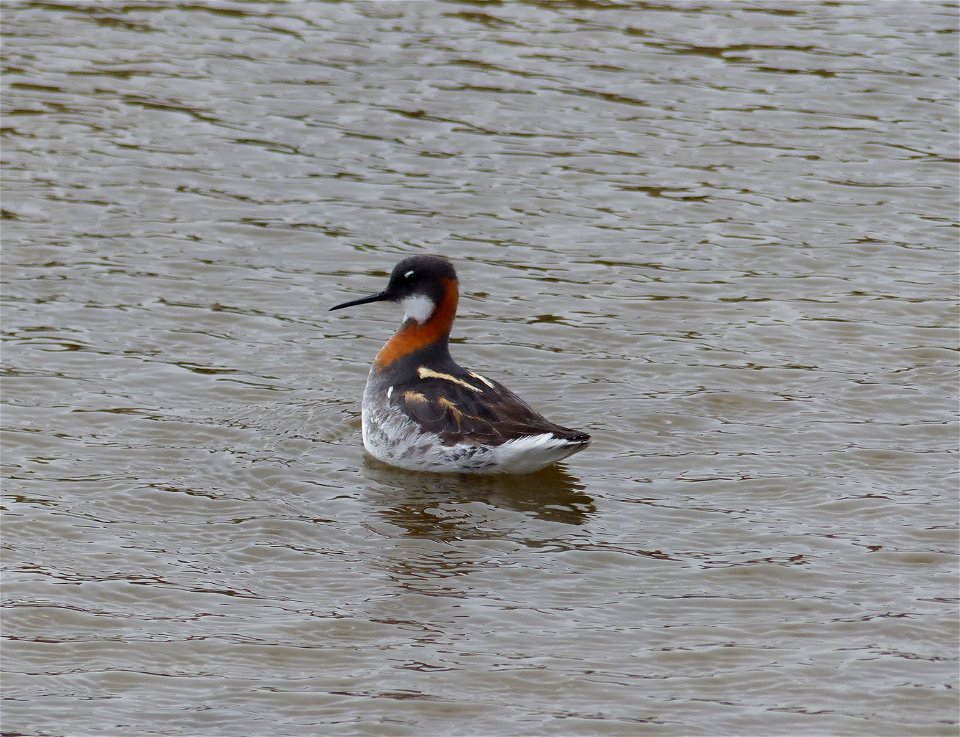 Red-necked Phalarope