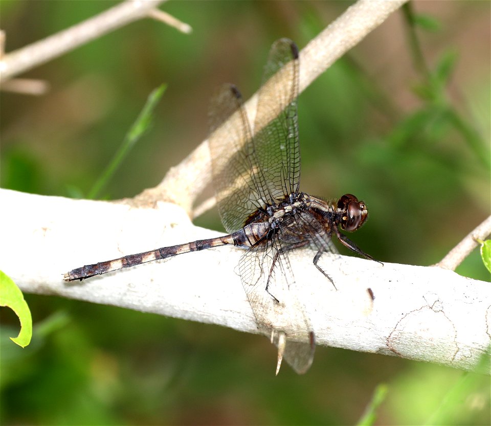 PONDHAWK, PIN-TAILED (Erythemis plebeja) (12-08-2021) hughes-ramsey preserve, cameron co, tx -01