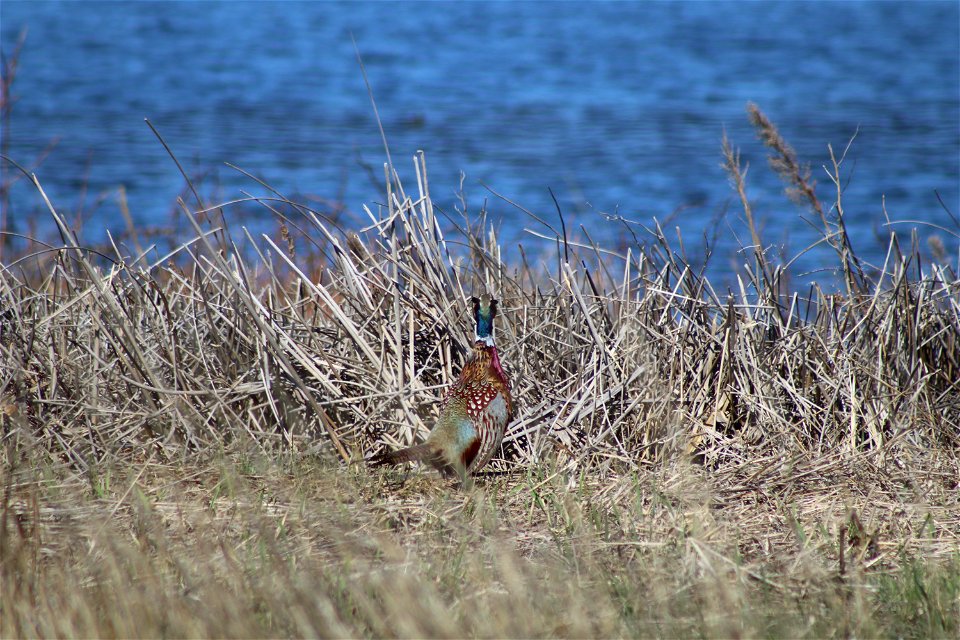 Ring-Neck Pheasant Lake Andes Wetland Management District South Dakota