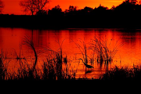 Great Egret at Sunset Huron Wetland Management District, South Dakota