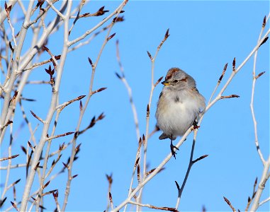 American treee sparrow at Seedskadee National Wildlife Refuge photo
