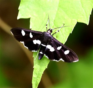 GRAPE LEAFROLLER (Desmia maculalis) (05-05-2023) cades cove, great smoky mt nat park, blount co, tn -01