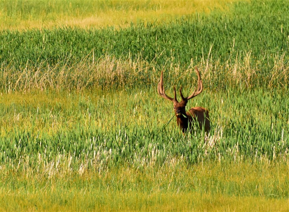 Elk at Seedskadee National Wildlife Refuge