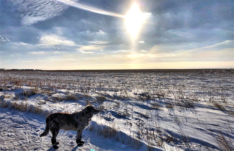 2022/365/3 Sun Dog (Literally)