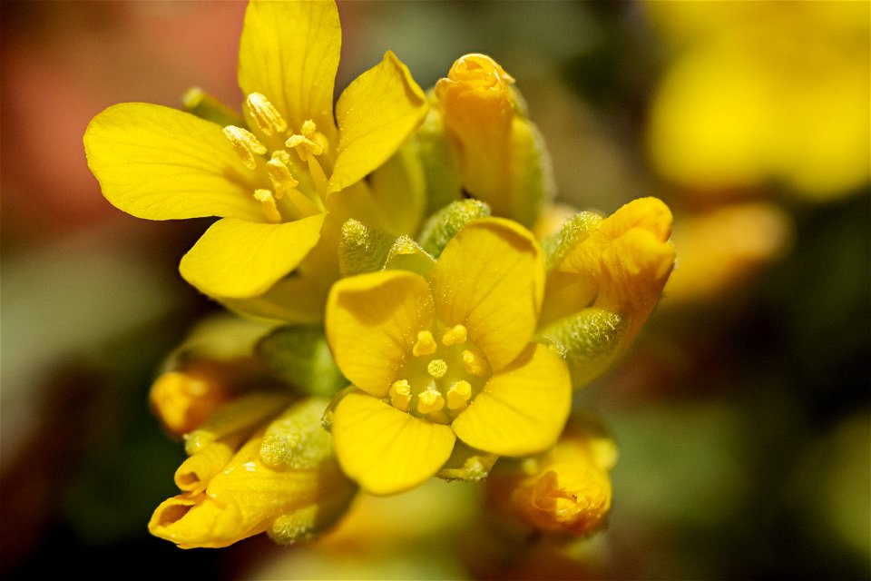 Physaria acutifolia