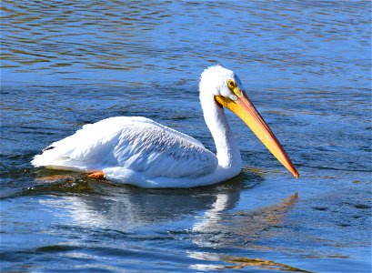 American white pelican on Seedskadee National Wildlife Refuge