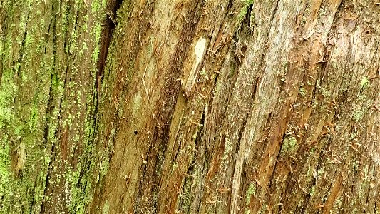 Western Red Cedar bark pan up Lookout Tree Trail Mt. Baker-Snoqualmie National Forest June 2020 Matthew Riggen photo