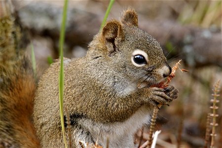Red Squirrel - KNPP - _MG_7430-1