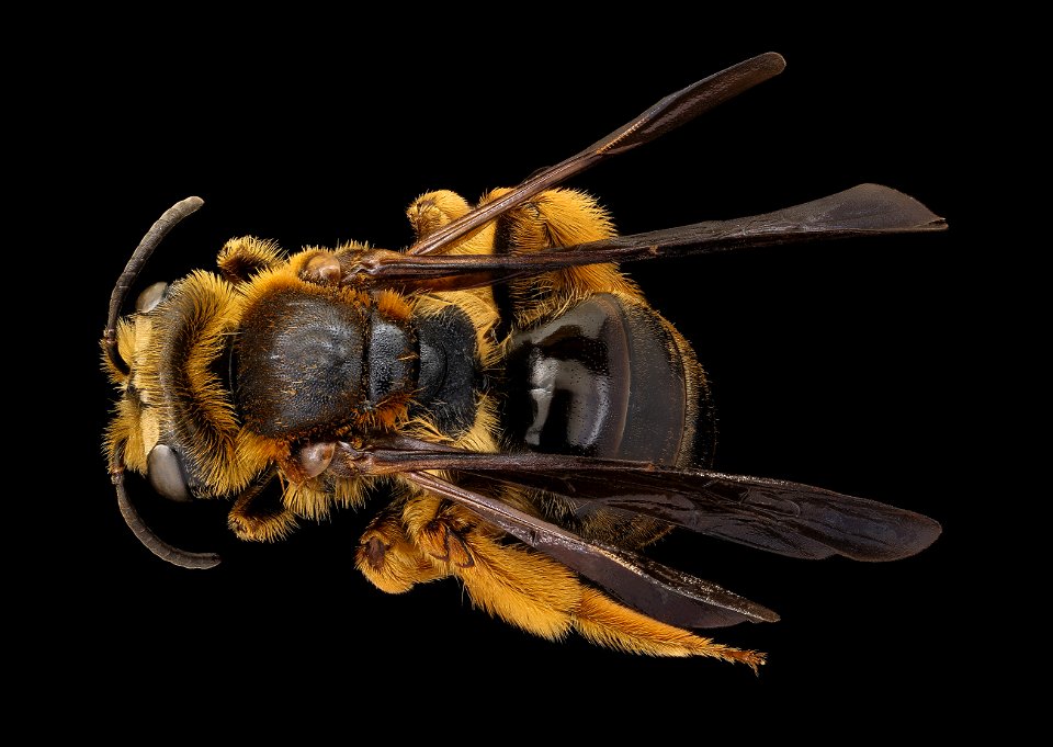 Andrena obscuripennis, female, back, Clarke, GA_2021-06-09-11.55.27 ZS PMax UDR
