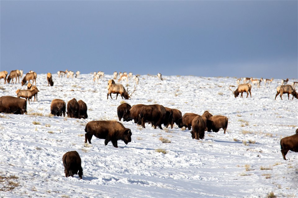 Bison, Elk, & Pronghorn on the National Elk Refuge
