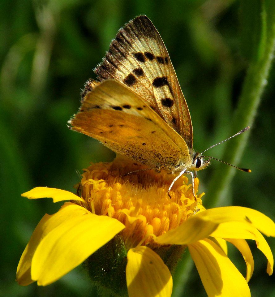 COPPER, LILAC-BORDERED (Lycaenanivalis) (8-3-2021) female, 9000-9600 ft, steen's mt , harney co, or -03