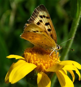 COPPER, LILAC-BORDERED (Lycaenanivalis) (8-3-2021) female, 9000-9600 ft, steen's mt , harney co, or -03