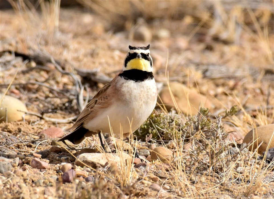 Horned Lark at Seedskadee National Wildlife Refuge