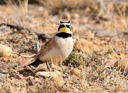 Horned Lark at Seedskadee National Wildlife Refuge