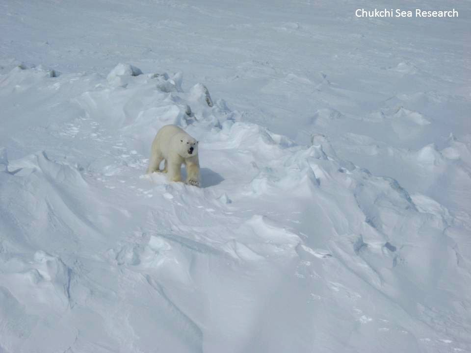 Oh hey, Polar Bear.