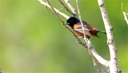 Adult Male Orchard Oriole Huron Wetland Management District photo