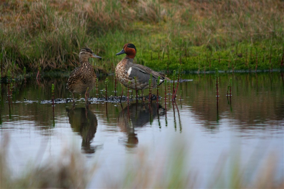 Green-winged Teal pair photo