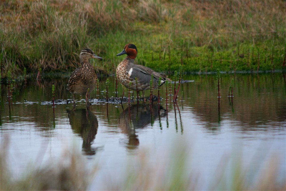Green-winged Teal pair