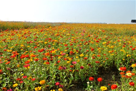 Cosmos Flowers