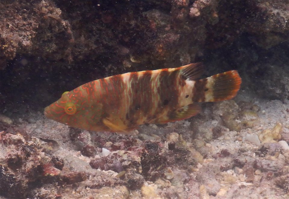 Cheilinus trilobatus 1