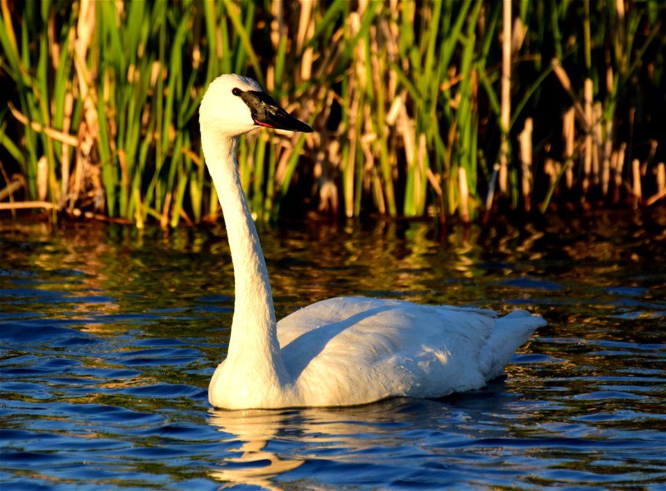 Trumpeter swan at Seedskadee National Wildlife Refuge