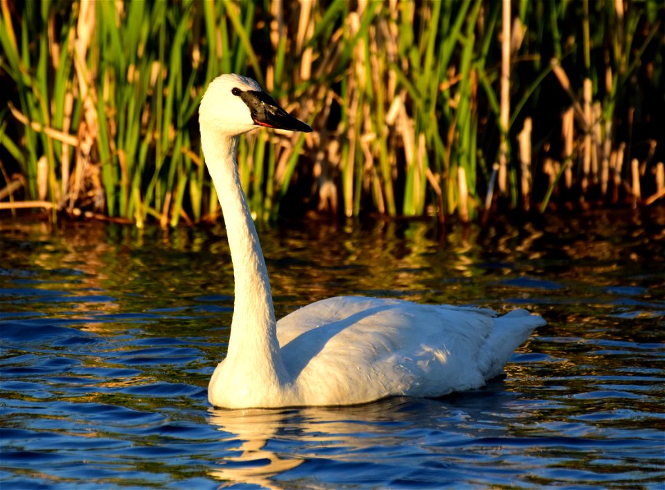 Trumpeter swan at Seedskadee National Wildlife Refuge photo