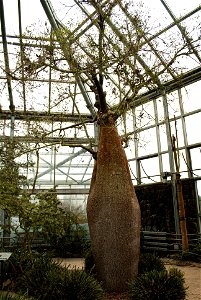 Hantaek Botanical Garden