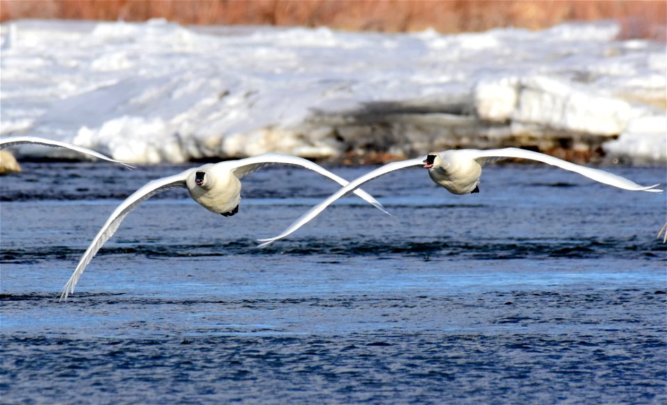 Trumpeter swan at Seedskadee National Wildlife Refuge