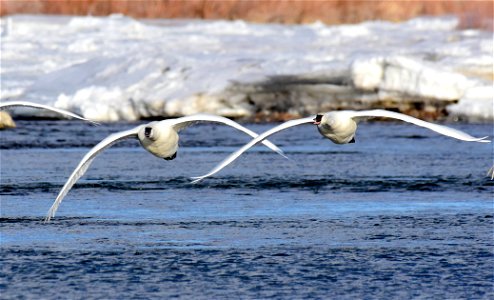 Trumpeter swan at Seedskadee National Wildlife Refuge