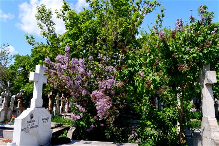 cimitir Sfanta Vineri (31)