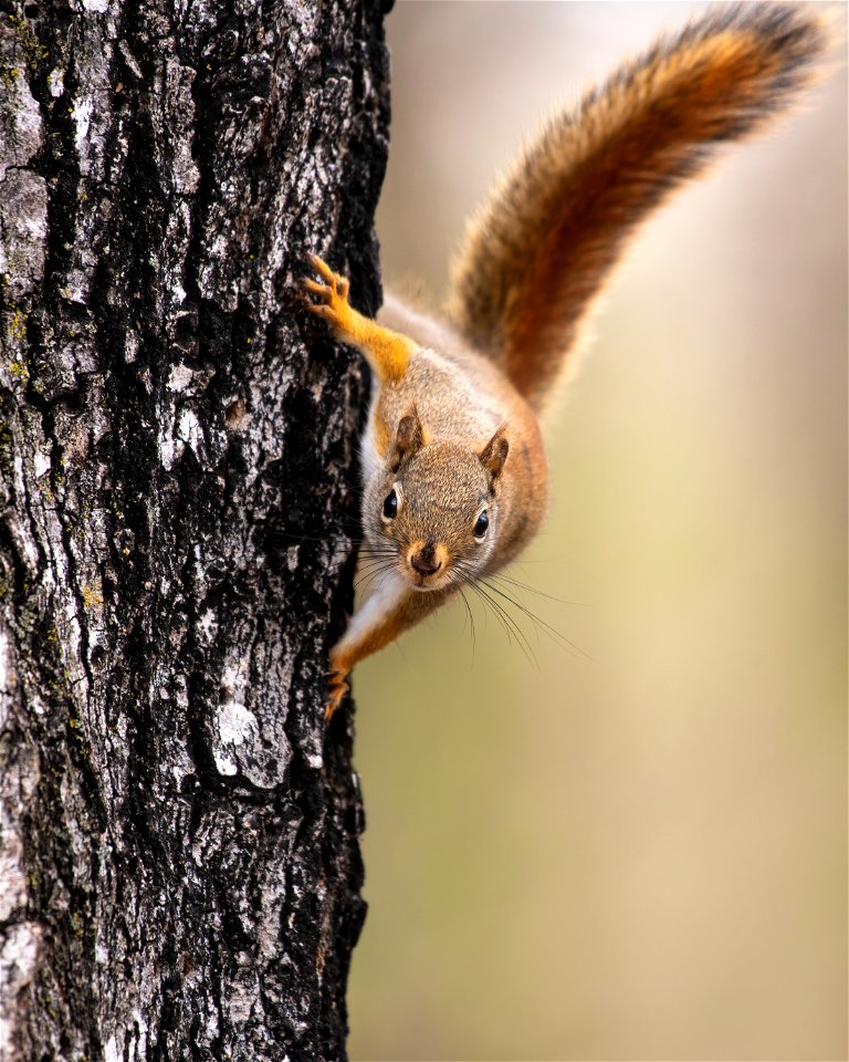 Red squirrel
