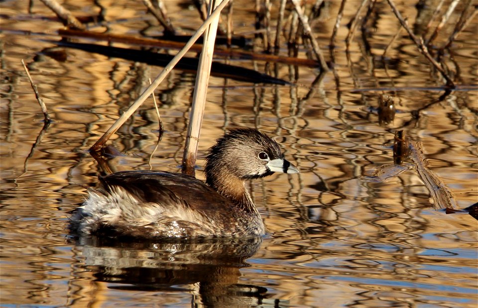 Adult Pied-billed Grebe Huron Wetland Management District South Dakota