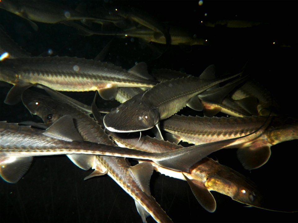 Pallid Sturgeon photo