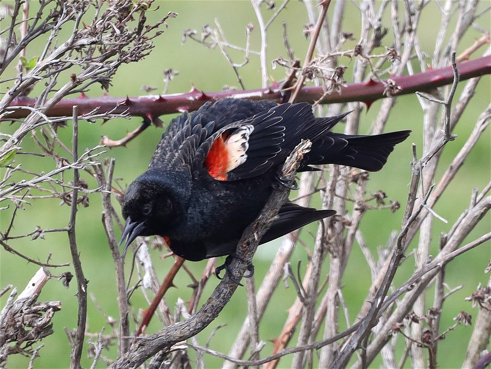 930 - TRI-COLORED BLACKBIRD (03-14-2022) first year male, base of B street pier, crescent city, del norte co, ca -07