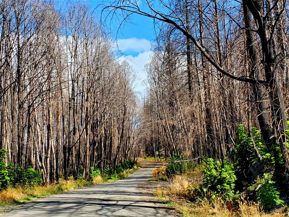 Mt. Hood National Forest, Fish Creek Rd on Clackamas River Ranger District