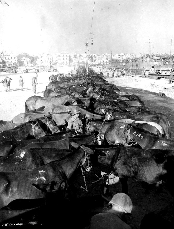 SC 180044 - Mules are tied in a long picket line at the docks in Palermo, Sicily, before being loaded on a U.S.T. boat for the invasion of Italy. 20 September, 1943.