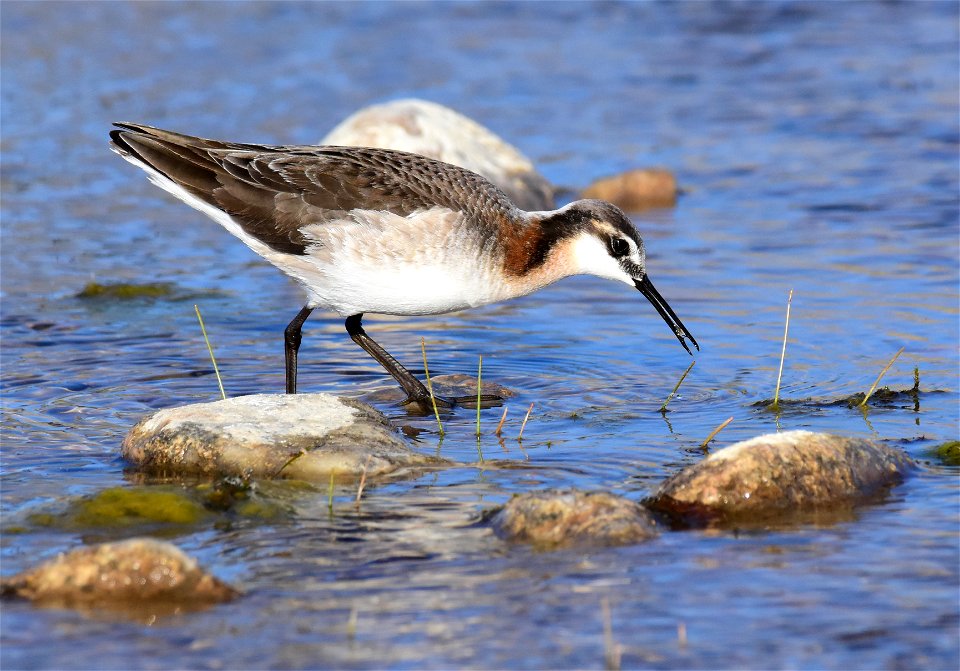 Wilson's phalarope at Seedskadee National Wildlife Refuge