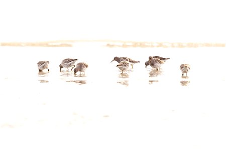 Rock sandpipers in the mudflats. photo