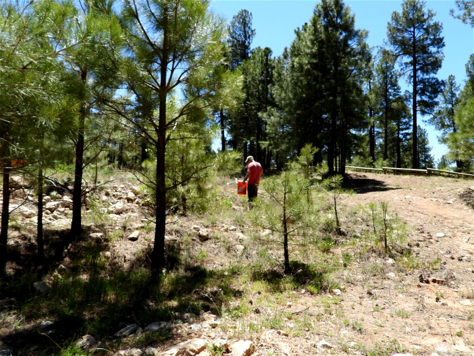 Pickin' Up in the Pines May 2022