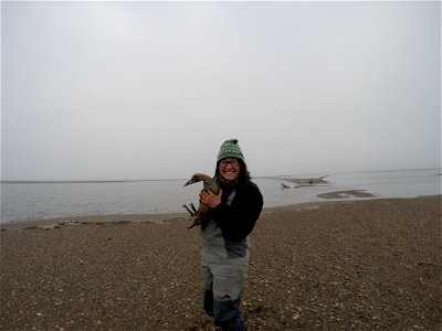 R7ArcticNWR Releasing a banded Common eider photo